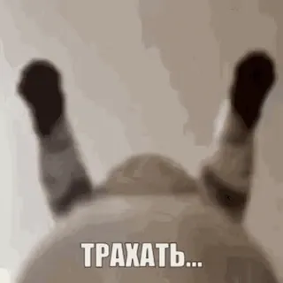 🔞 ТРАХАТЬ... chat, drôle, mème, animal, offensant, russe whatsapp sticker