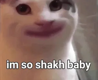 😍 im so shakh baby cat, meme, animal, funny telegram sticker