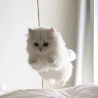 🕊 gatto, gattino, gatto bianco, gatto soffice, carino, animale, animale domestico telegram sticker