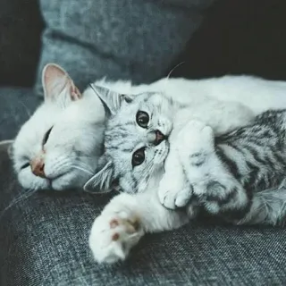 💛 gatos, gatitos, mascotas, animales, lindo, durmiendo, gris, blanco whatsapp sticker