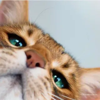🐱 kot, zwierzę, zwierzę domowe, domowy, zbliżenie, koci, oczy, słodki telegram sticker