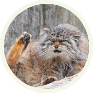 🖐 Манул, Палласов кот, Кот, Животное, Дикая природа, Млекопитающее telegram sticker