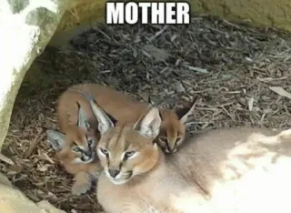 🐱 MOTHER Karakal, Mutter, Tier, Familie, Katzenartige, Katzen telegram sticker