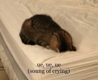 🛏 ue, ue, ue
(soung of crying) Katze, weinen, traurig, Tier, Haustier, Meme telegram sticker