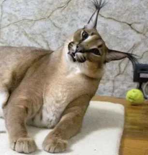 🥴 Floppa floppa, caracal, cat, meme, animal telegram sticker
