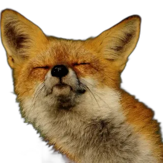 🎷 fox, animal, mammal, wildlife, nature telegram sticker