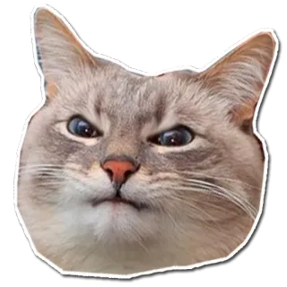 😠 кот, животное, питомец, стикер, мем, смешной, милый telegram sticker