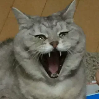 😤 cat, yawning, animal, pet, mammal whatsapp sticker