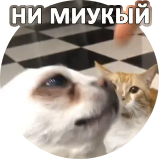 😿 НИ МИУКЫЙ cane, gatto, animali, animale domestico, carino, amicizia whatsapp sticker