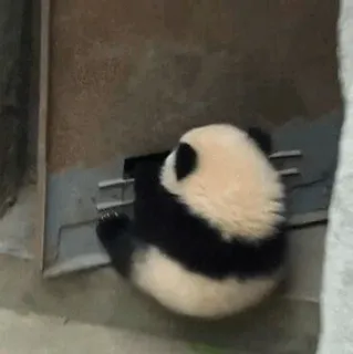 🐼 Panda, Lindo, Animal, Zoo, Bebé panda telegram sticker