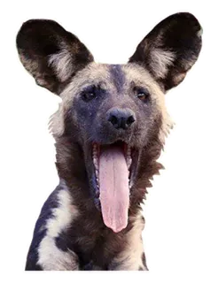 😜 pies, zwierzę, zwierzę domowe, dzika przyroda, portret, słodki, ssak telegram sticker