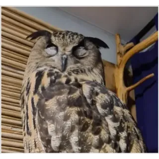 🙈 owl, bird, sleepy, tired, animal, nature, wildlife telegram sticker