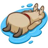 🐶