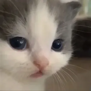 🩹 Katze, Kätzchen, süß, Tier, Haustier, Säugetier whatsapp sticker