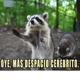 🐢 OYE, MÁS DESPACIO CEREBRITO. rakun, lucu, binatang, pelan, sok pintar whatsapp sticker