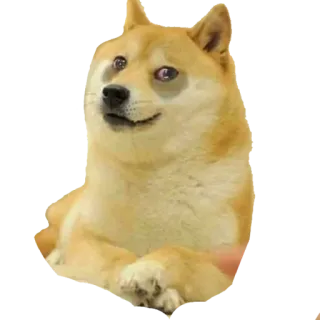 🥴 Doge doge, pies, mem, zwierzę, śmieszne, shiba inu telegram sticker