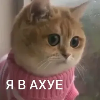 😳 Я В АХУЕ kucing, meme, binatang, lucu, rusia, teks, terkejut telegram sticker