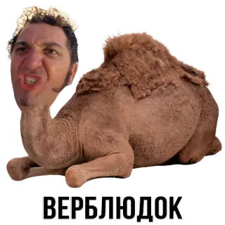 🐪 ВЕРБЛЮДОК cammello, insulto, meme, animale, offensivo telegram sticker