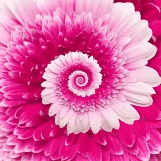 🌸 flor, rosa, espiral, naturaleza, floral telegram sticker