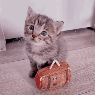 🐈‍⬛️ kitten, cat, suitcase, animal, cute, pet telegram sticker
