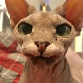 😒 gatto, sphynx, gatto senza pelo, animale, animale domestico telegram sticker