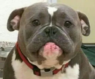 ☹️ perro, bulldog, animal, mascota, animal doméstico, lindo, cachorro, amigo telegram sticker