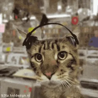 🎧 kat, koptelefoon, dier, huisdier, sticker telegram sticker