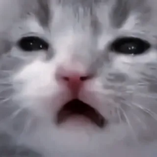 🐈‍⬛ Katze, Kätzchen, traurig, Meme, Tier, Haustier, süß telegram sticker