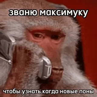 🐒 званю максимуку чтобы узнать когда новые поны 猿, 動物, ユーモア, ミーム, 電話, ロシア whatsapp sticker