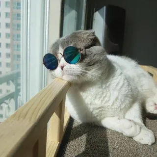 😎 gatto, occhiali da sole, animale, animale domestico, carino, domestico telegram sticker