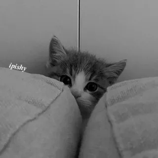 🕸 ipishy 猫, 小猫, 可爱, 动物, 宠物, 家养 telegram sticker