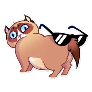 😎 gato, óculos de sol, engraçado, animal, meme, desenho animado whatsapp sticker