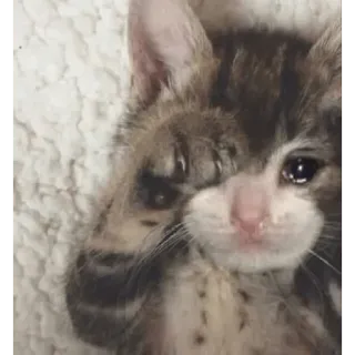 😩 猫, 悲しい, 泣く, 子猫, ミーム telegram sticker