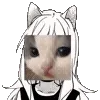 🐱