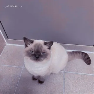 🐱 SINTONE 고양이, 애완 동물, 동물, 고양이과, 집고양이 telegram sticker