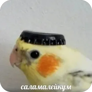 🫥 саламалейкум bird, cockatiel, bottle cap, hat, funny, meme, cute, parrot, animal telegram sticker