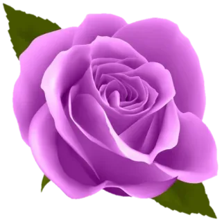 🌸 Rose, Blume, Lila, Blumenmuster, Natur telegram sticker