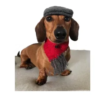 🙂 dog, dachshund, scarf, hat, pet whatsapp sticker