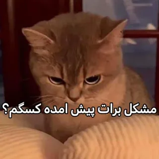 😂 مشکل برات پیش امده کسگم؟ gatto, animale, meme, animale domestico telegram sticker