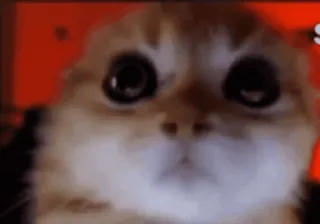 😡 gato, fofo, animal, animal de estimação, olhos telegram sticker