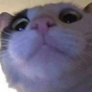 😂 gatto, carino, animale, animale domestico, domestico telegram sticker
