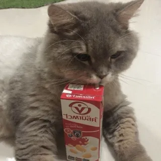 ⚡️ ไวตามิลค์ gato, bebida, Vitamilk, bebida, animal telegram sticker