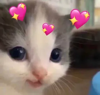🐱 Katze, Kätzchen, süß, Herz, niedlich, Haustier, Tier whatsapp sticker