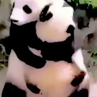 🥺 gấu trúc, động vật, dễ thương, gấu, âu yếm, gấu trúc con, động vật học, động vật hoang dã telegram sticker