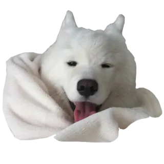 ☀ 犬, サモエド, 動物, ペット, 毛布, 可愛い, 舌, 幸せ telegram sticker