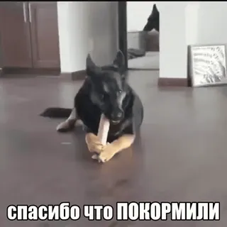 🍊 спасибо что покормили cachorro, obrigado, animal, animal de estimação, gratidão, comida whatsapp sticker