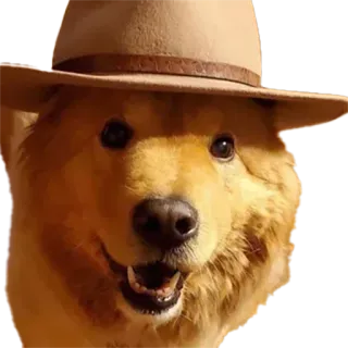 🎩 dog, hat, animal, pet, portrait telegram sticker