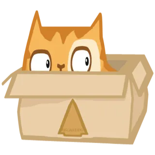 👀 cat, box, animal, kitten, pet telegram sticker