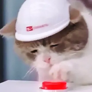 🤔 gato, engenheiro, botão, capacete, animal, construção telegram sticker