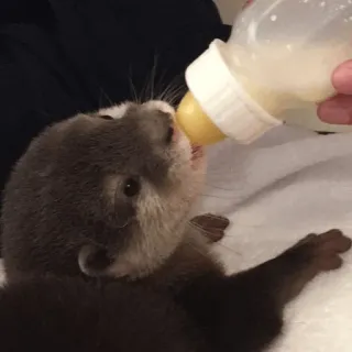 🥛 loutre, bébé loutre, animal, mignon, allaitement, biberon telegram sticker
